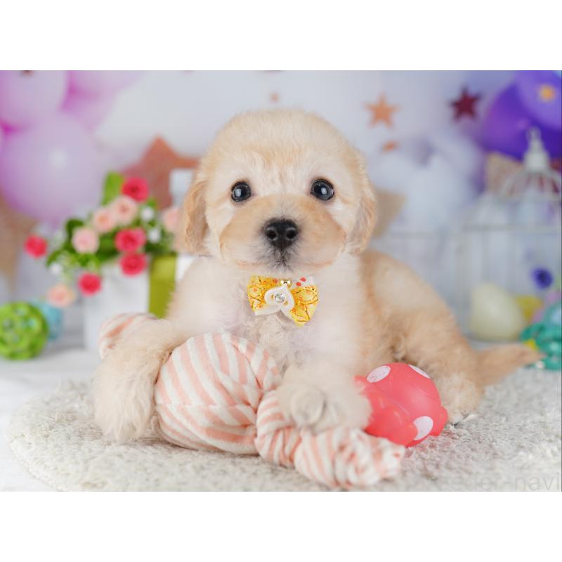 販売中の東京都のトイプードル-427027の4枚目