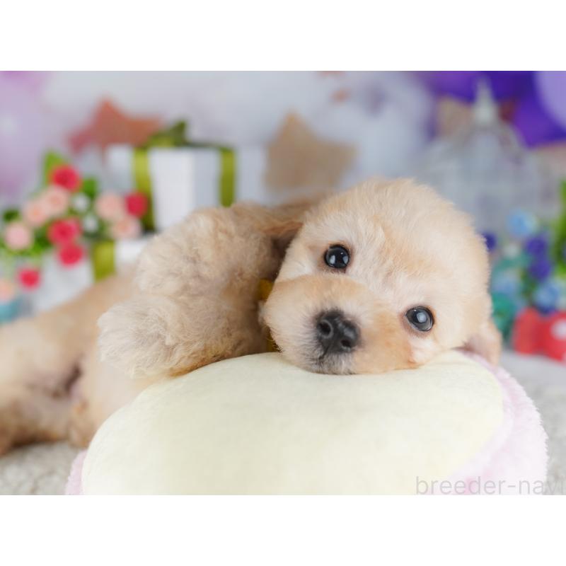 販売中の東京都のトイプードル-427027の3枚目