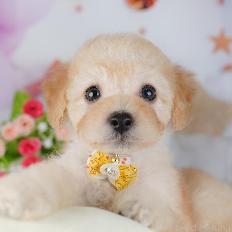 販売中の東京都のトイプードル-427027の2枚目