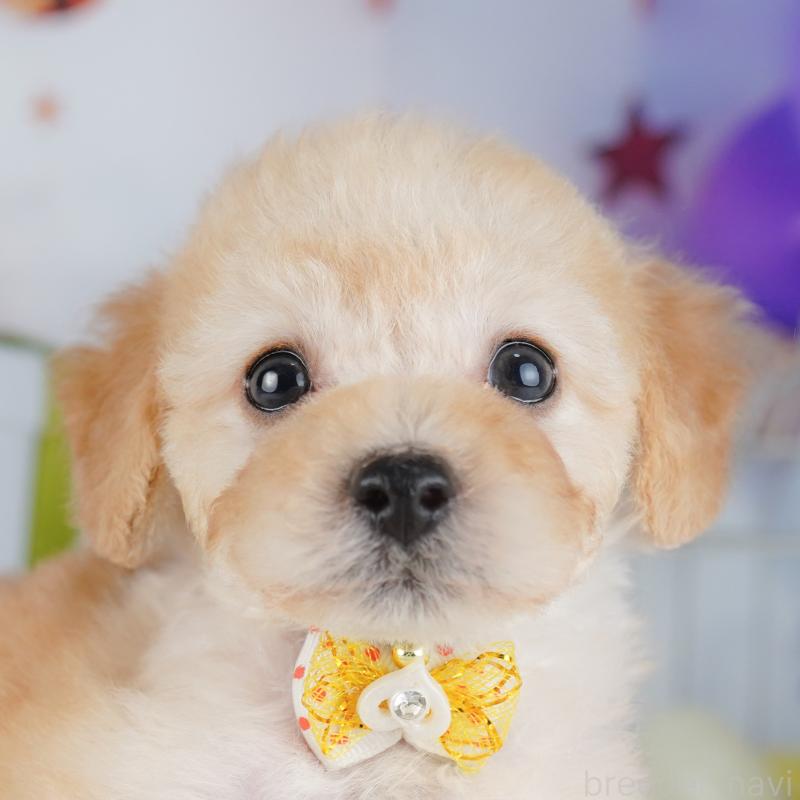 販売中の東京都のトイプードル-427027