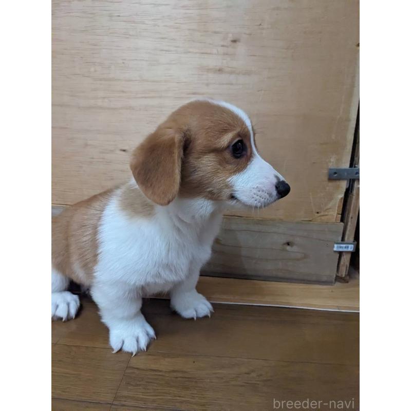 販売中の滋賀県のウェルシュコーギーペンブローク-427029の4枚目