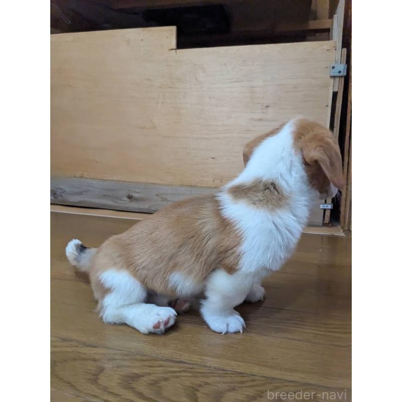 販売中の滋賀県のウェルシュコーギーペンブローク-427029の2枚目