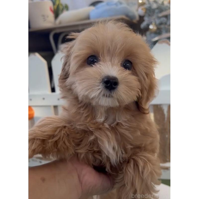 販売中の福岡県のマルプー:マルチーズ×トイプードル-423474の10枚目