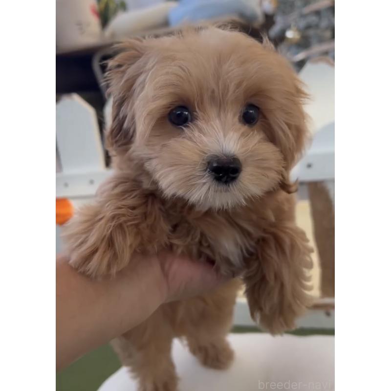 販売中の福岡県のマルプー:マルチーズ×トイプードル-423474の9枚目