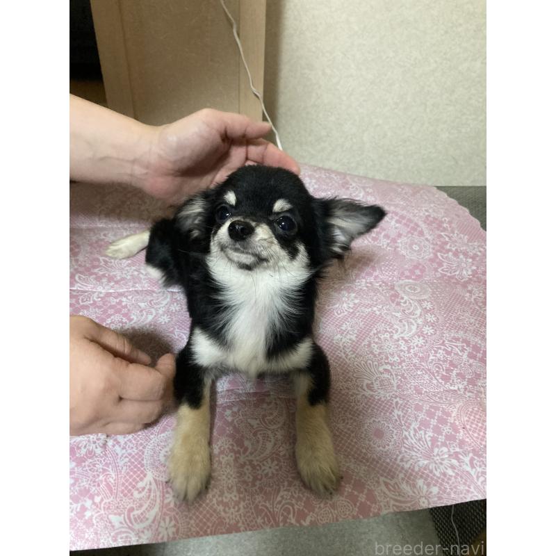 販売中の千葉県のチワワ(ロングコート)-408890の15枚目