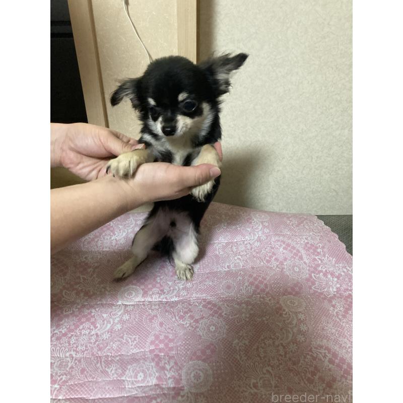 販売中の千葉県のチワワ(ロングコート)-408890の14枚目