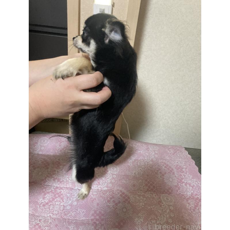 販売中の千葉県のチワワ(ロングコート)-408890の13枚目