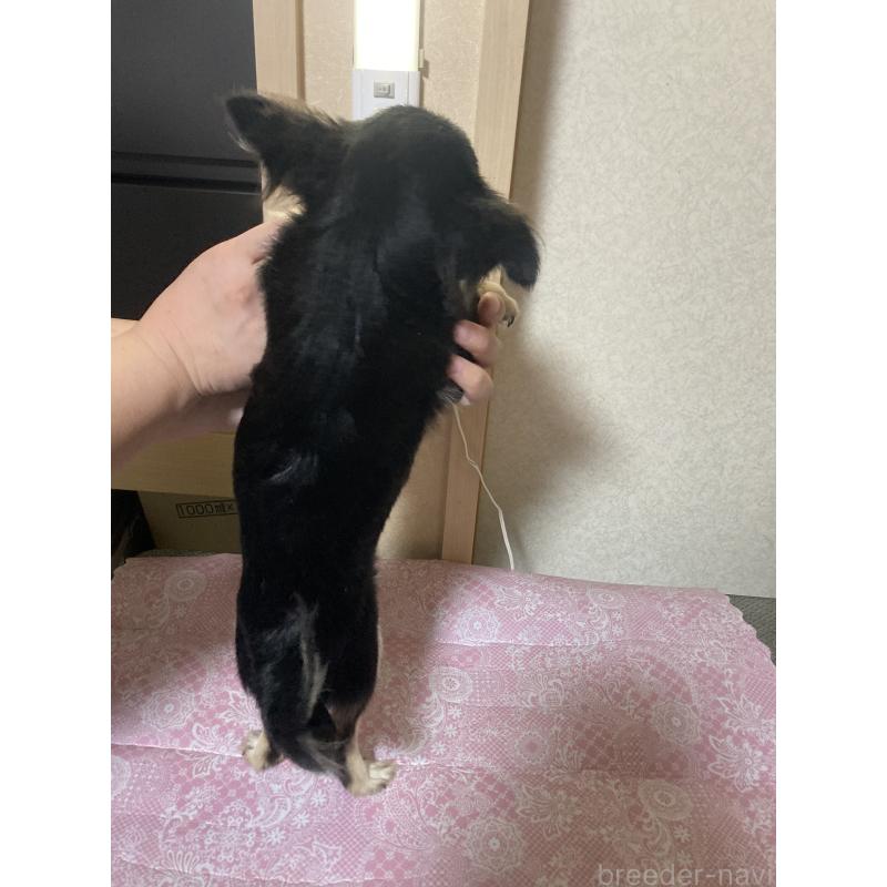 販売中の千葉県のチワワ(ロングコート)-408890の12枚目