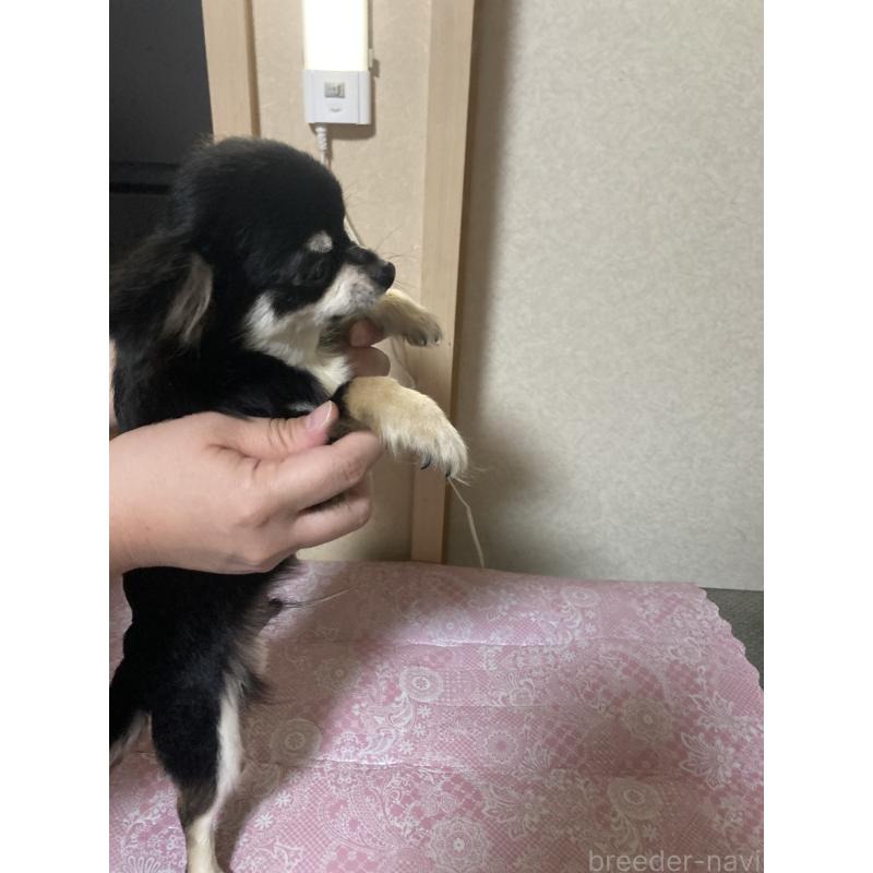 販売中の千葉県のチワワ(ロングコート)-408890の11枚目