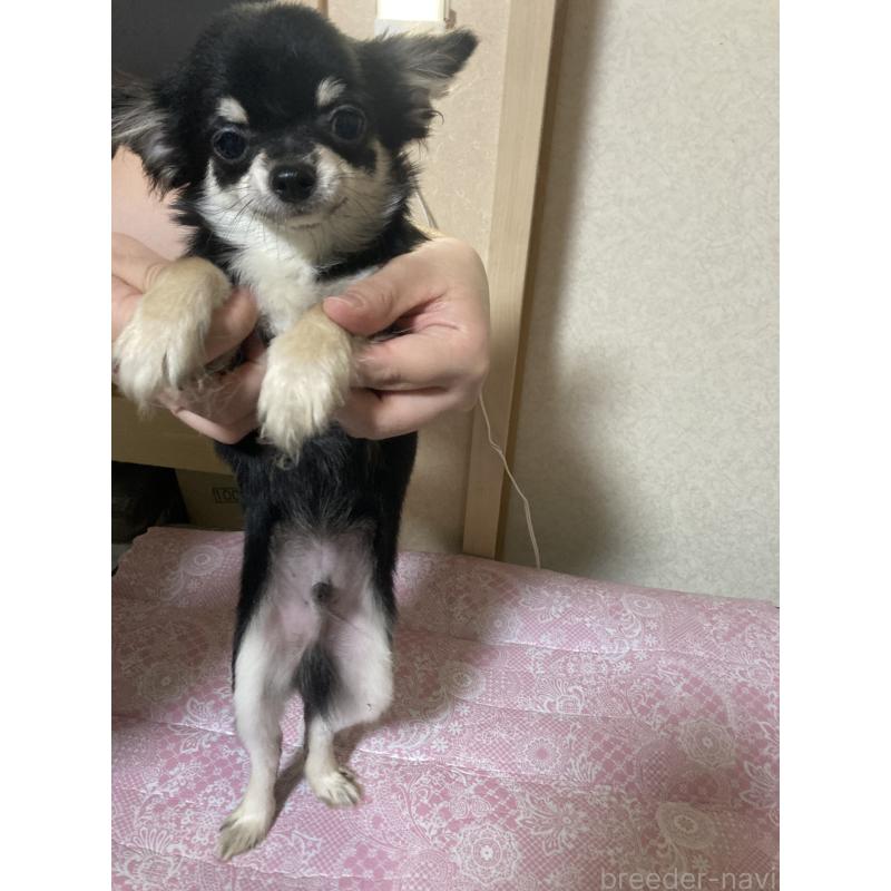 販売中の千葉県のチワワ(ロングコート)-408890の10枚目