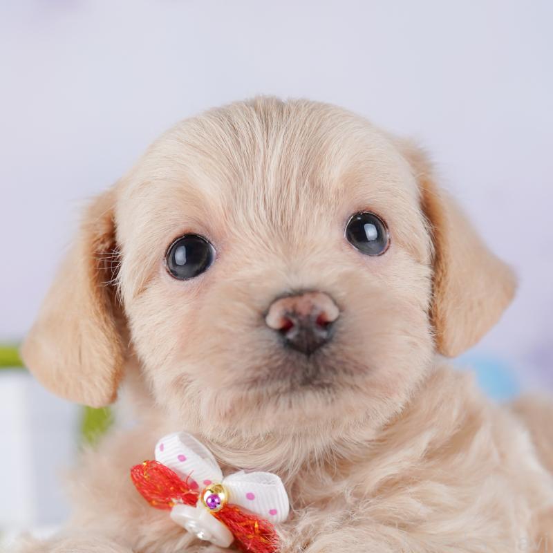 販売中の東京都のチワプー:チワワ×トイプードル-427031