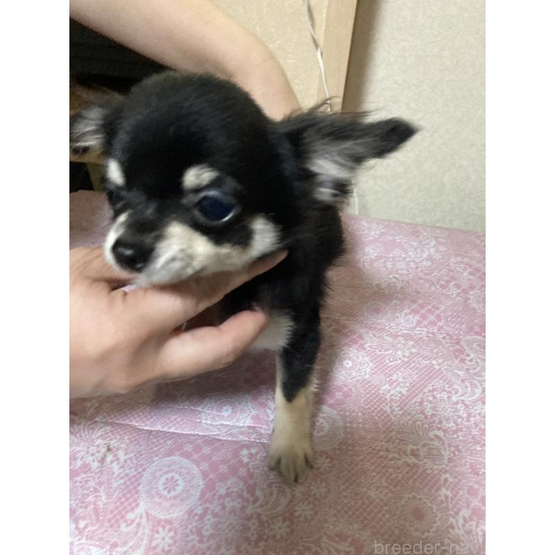 販売中の千葉県のチワワ(ロングコート)-408890の9枚目