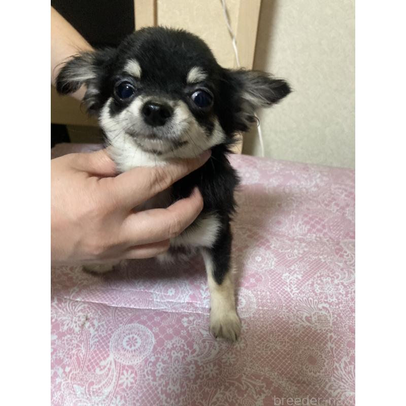 販売中の千葉県のチワワ(ロングコート)-408890の8枚目