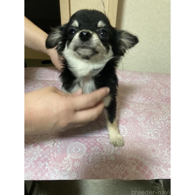 販売中の千葉県のチワワ(ロングコート)-408890の7枚目