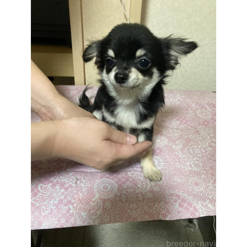 販売中の千葉県のチワワ(ロングコート)-408890の6枚目