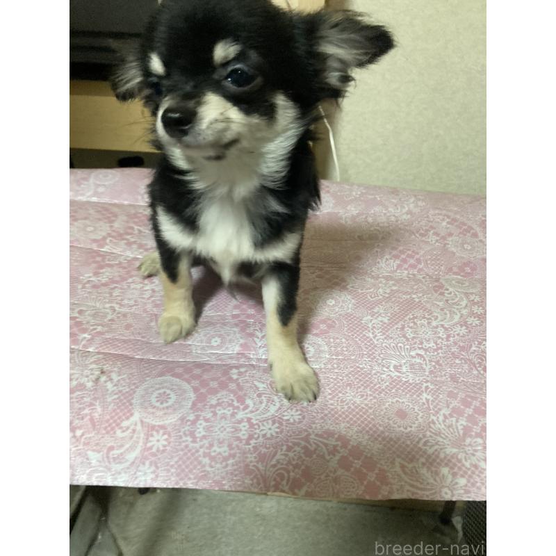 販売中の千葉県のチワワ(ロングコート)-408890の5枚目