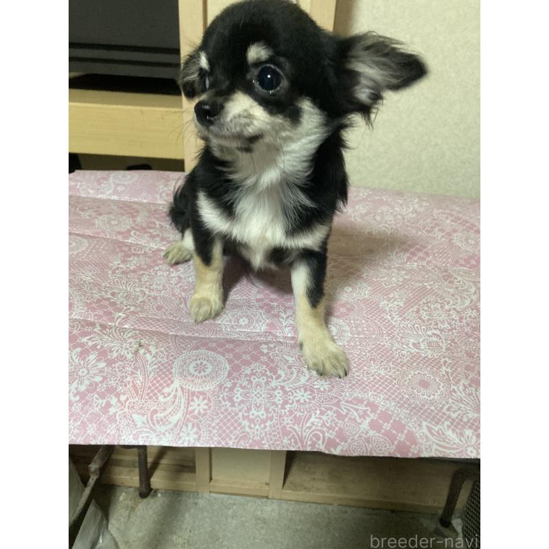 販売中の千葉県のチワワ(ロングコート)-408890の4枚目