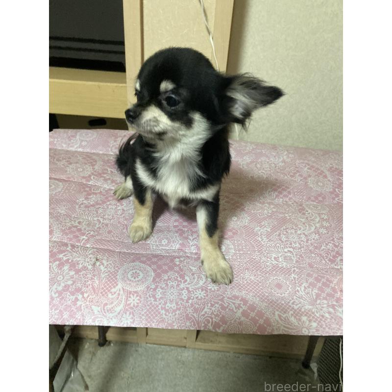 販売中の千葉県のチワワ(ロングコート)-408890の3枚目