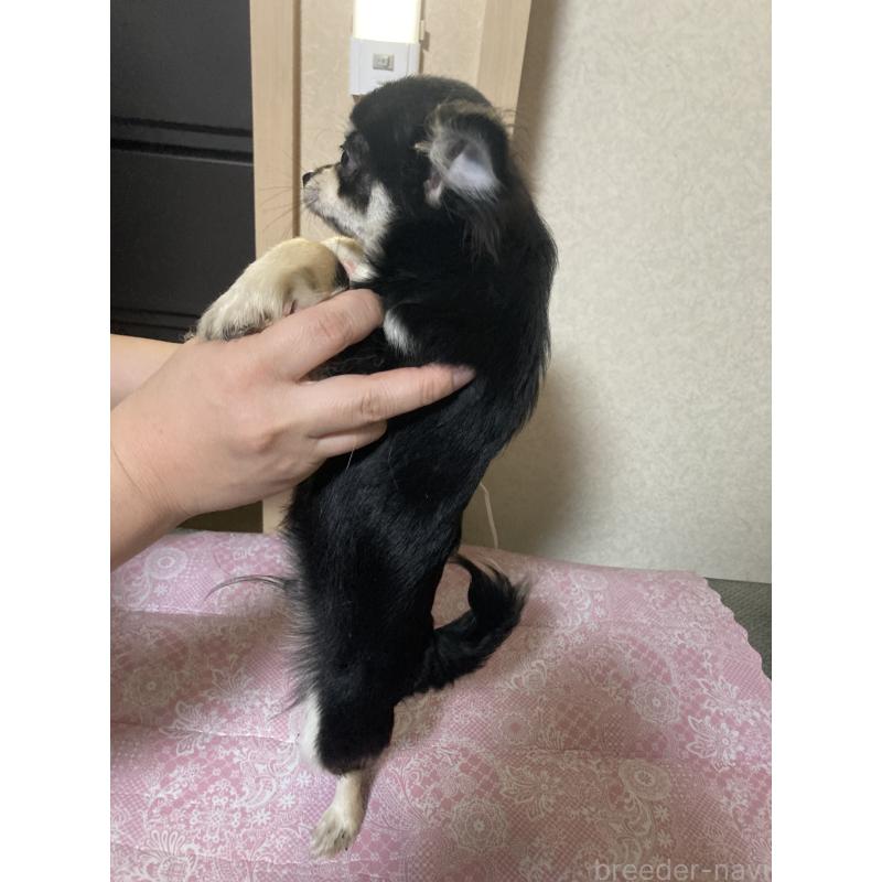 販売中の千葉県のチワワ(ロングコート)-408890の2枚目