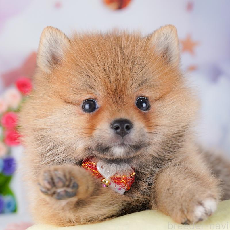 販売中の東京都のミックス犬-427032の2枚目