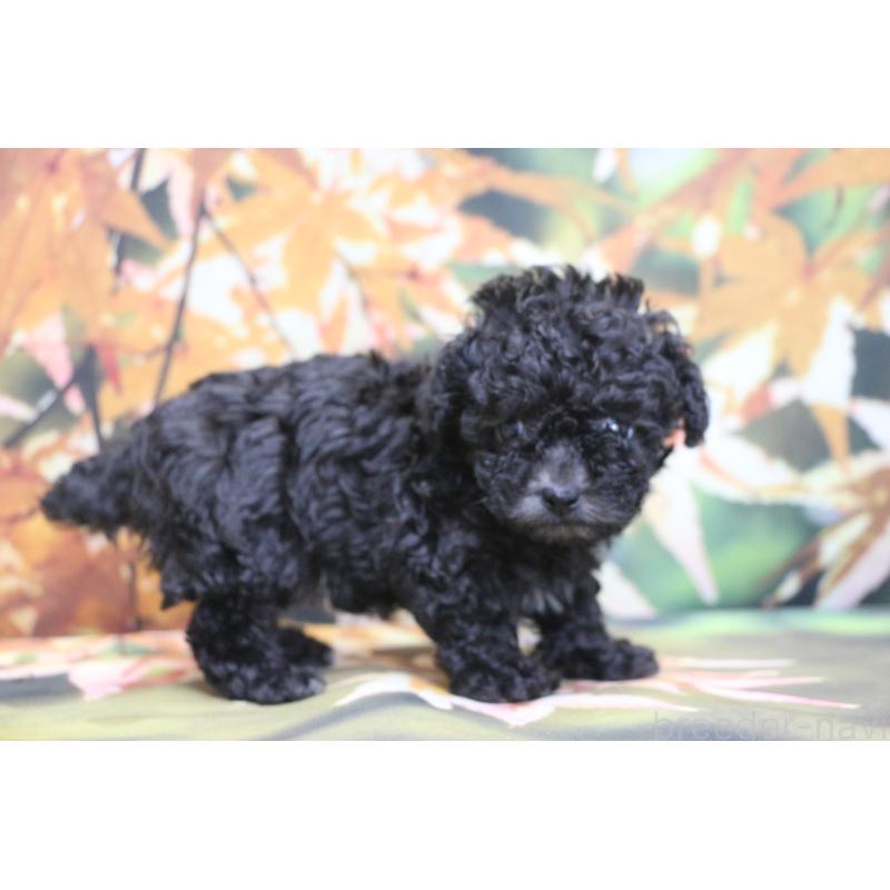 販売中の千葉県のティーカッププードル-427033の6枚目