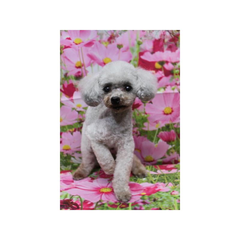 販売中の千葉県のティーカッププードル-427033の3枚目