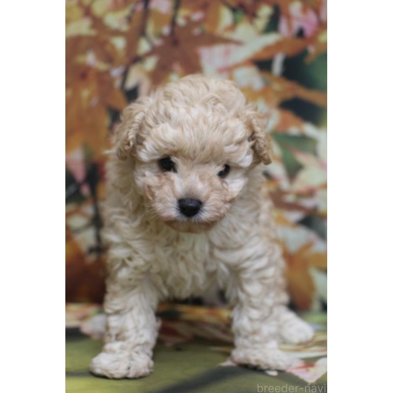 販売中の千葉県のタイニープードル-427035の6枚目