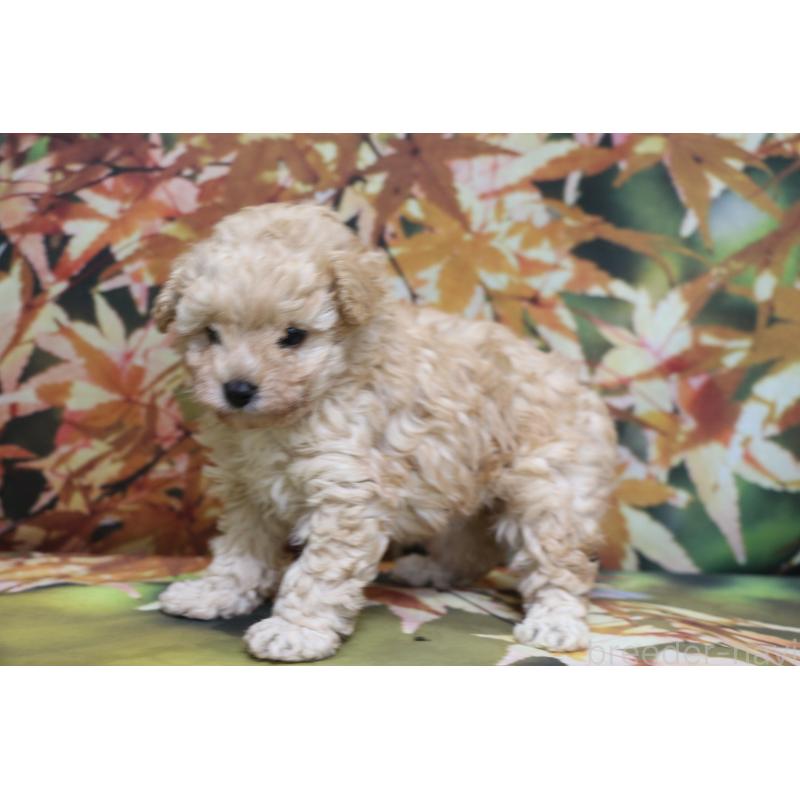 販売中の千葉県のタイニープードル-427035の5枚目