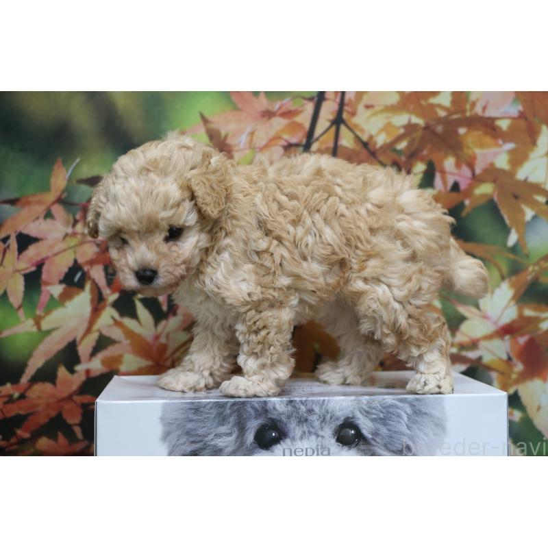 販売中の千葉県のタイニープードル-427035の3枚目