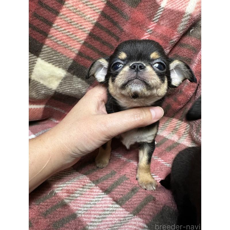 販売中の福島県のチワワ(スムースコート)-427034の4枚目