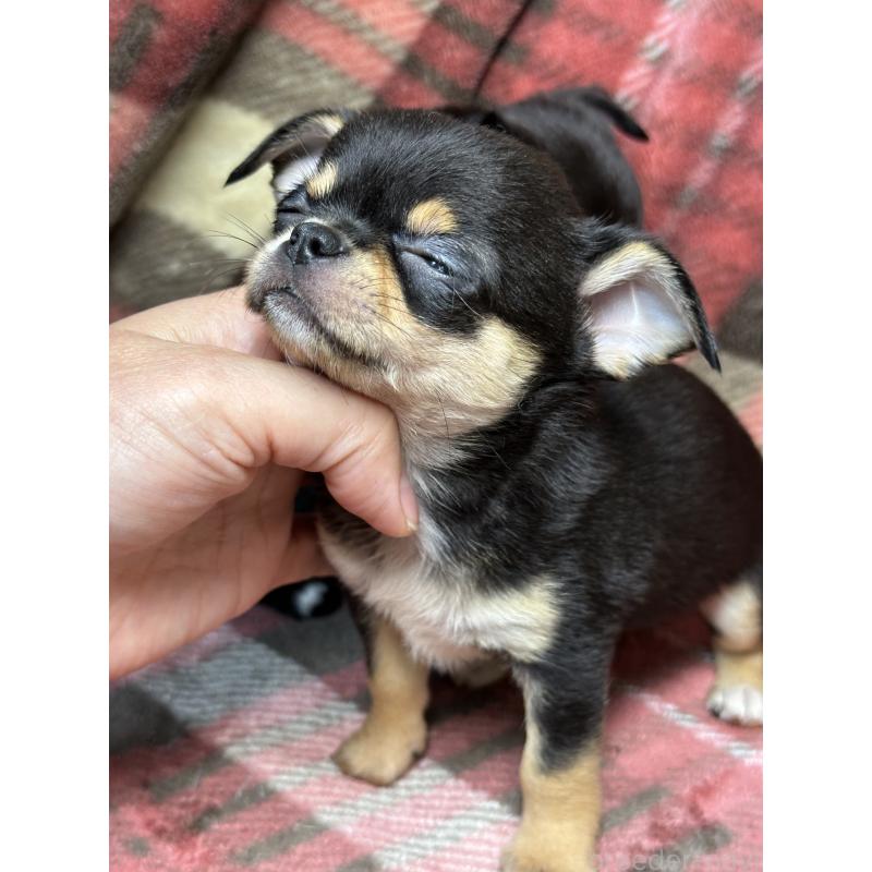 販売中の福島県のチワワ(スムースコート)-427034の3枚目