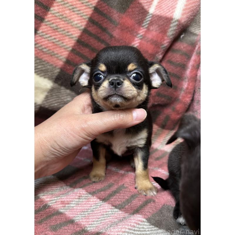 販売中の福島県のチワワ(スムースコート)-427034の2枚目