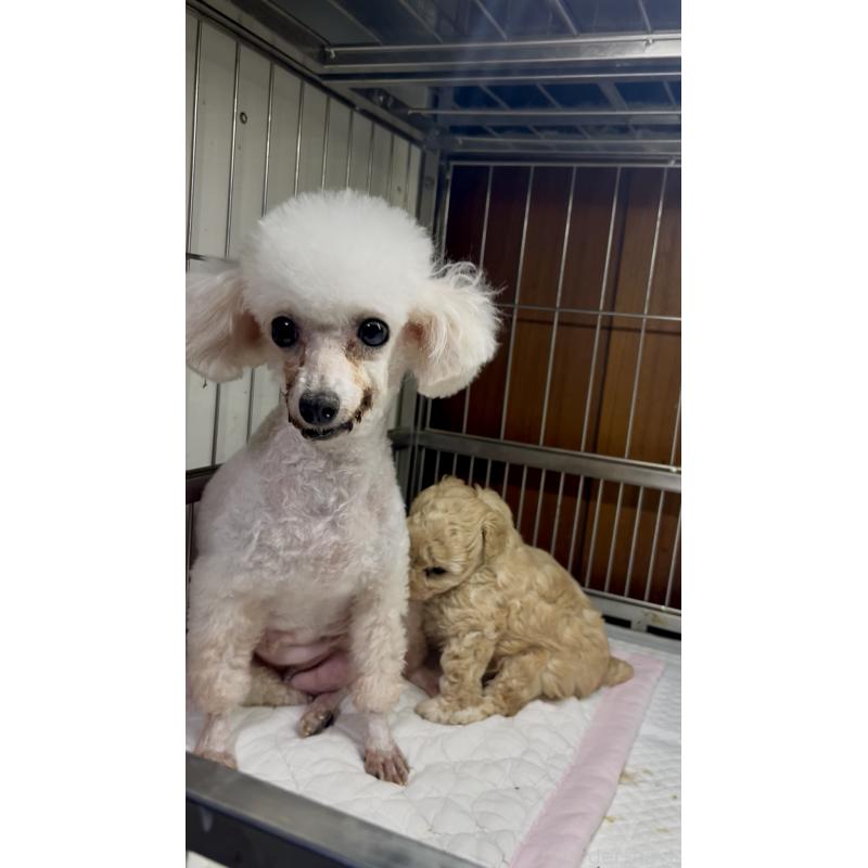 販売中の千葉県のタイニープードル-427035の2枚目