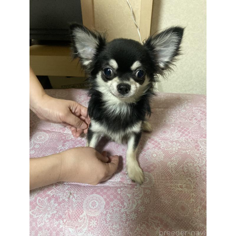 販売中の千葉県のチワワ(ロングコート)-408898の15枚目