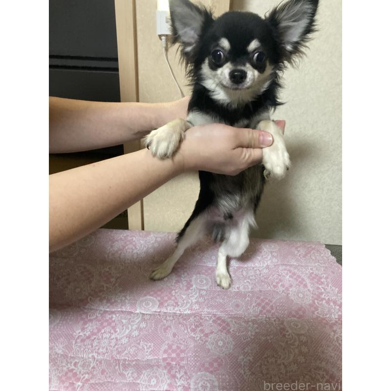 販売中の千葉県のチワワ(ロングコート)-408898の14枚目