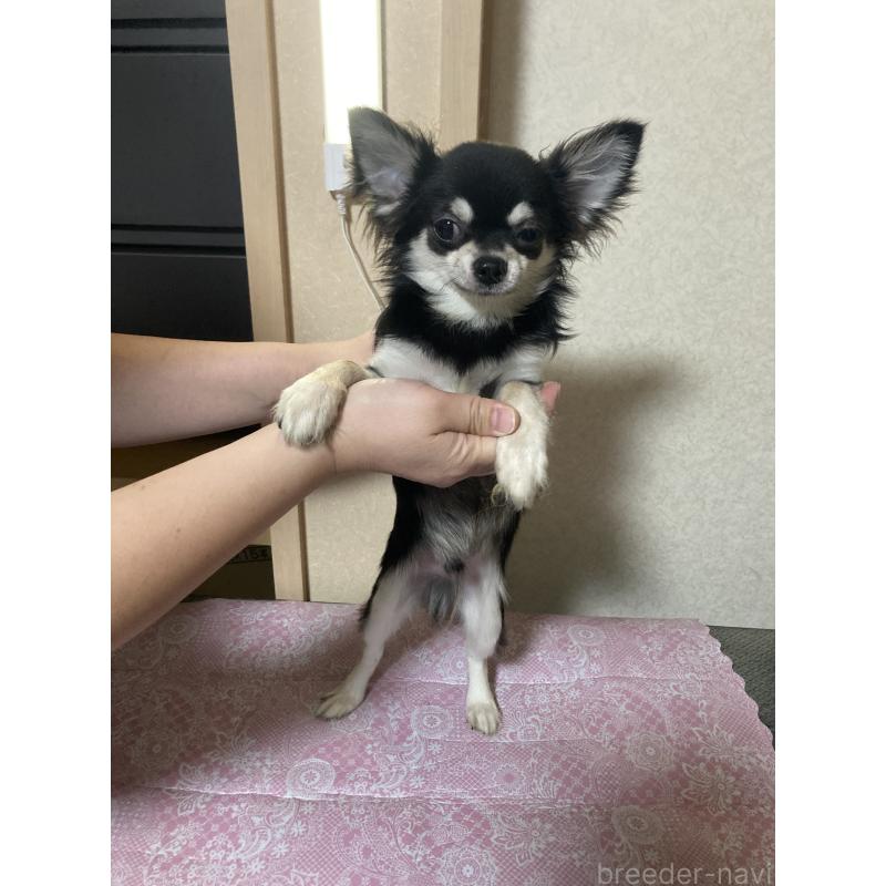 販売中の千葉県のチワワ(ロングコート)-408898の13枚目