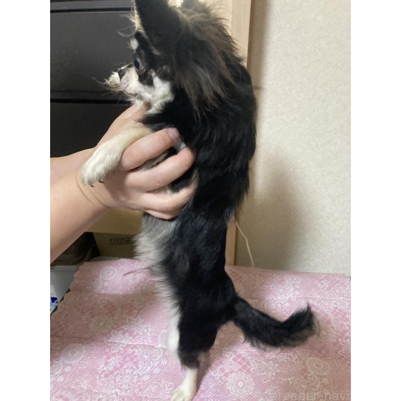 販売中の千葉県のチワワ(ロングコート)-408898の12枚目