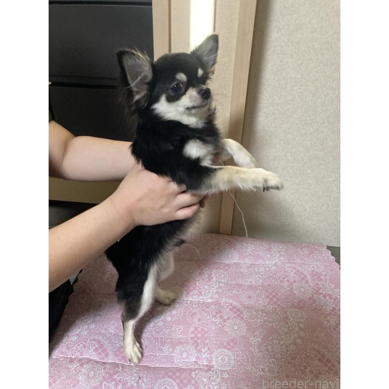 販売中の千葉県のチワワ(ロングコート)-408898の10枚目