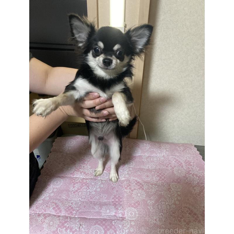 販売中の千葉県のチワワ(ロングコート)-408898の9枚目