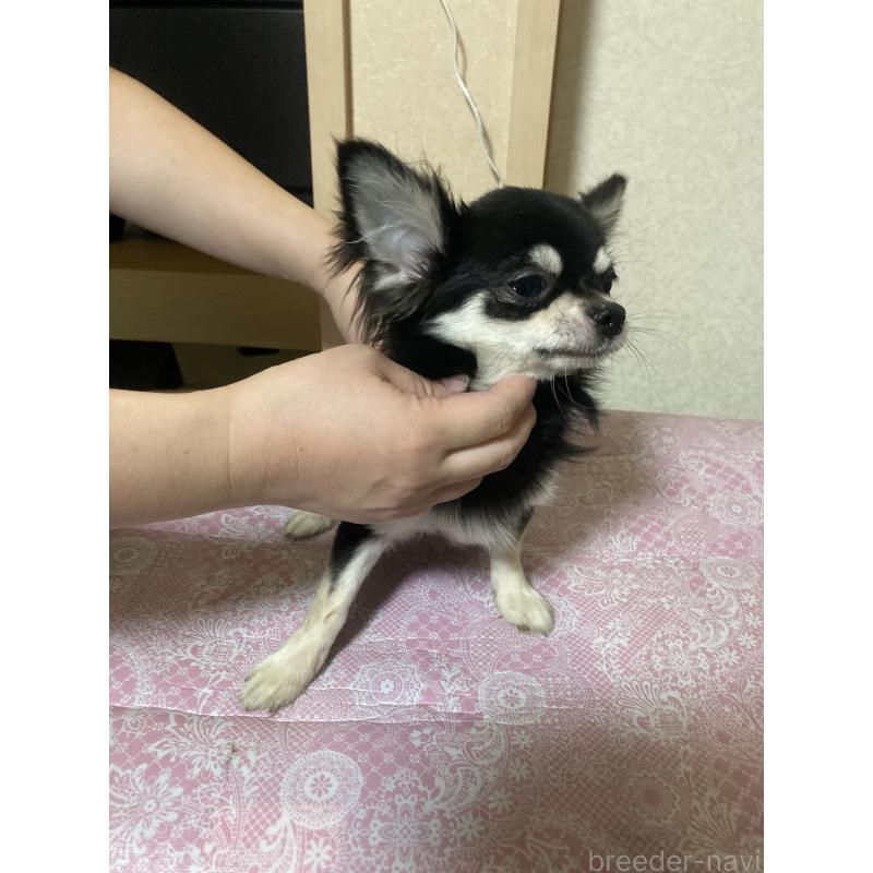 販売中の千葉県のチワワ(ロングコート)-408898の8枚目