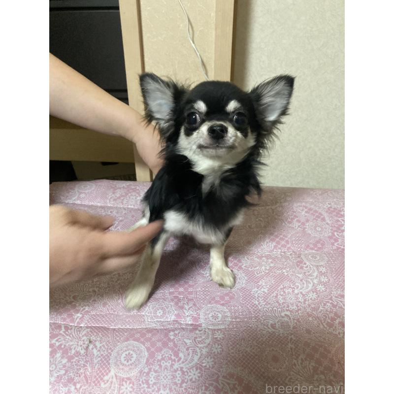 販売中の千葉県のチワワ(ロングコート)-408898の7枚目