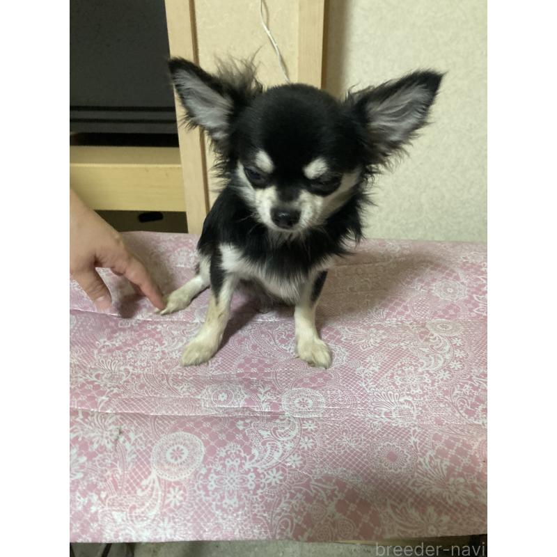 販売中の千葉県のチワワ(ロングコート)-408898の5枚目