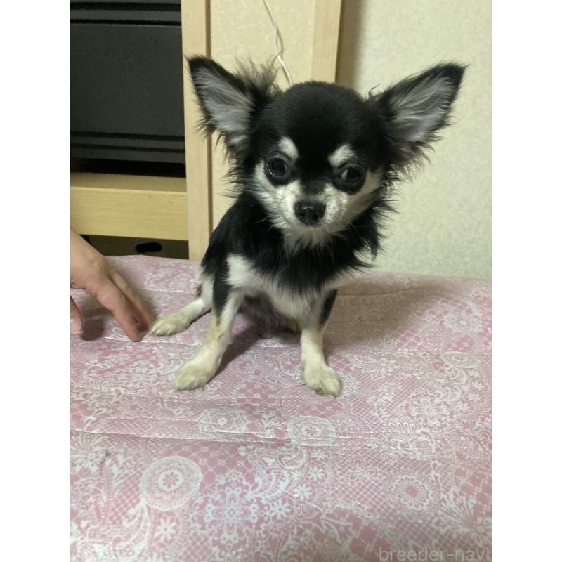 販売中の千葉県のチワワ(ロングコート)-408898の4枚目