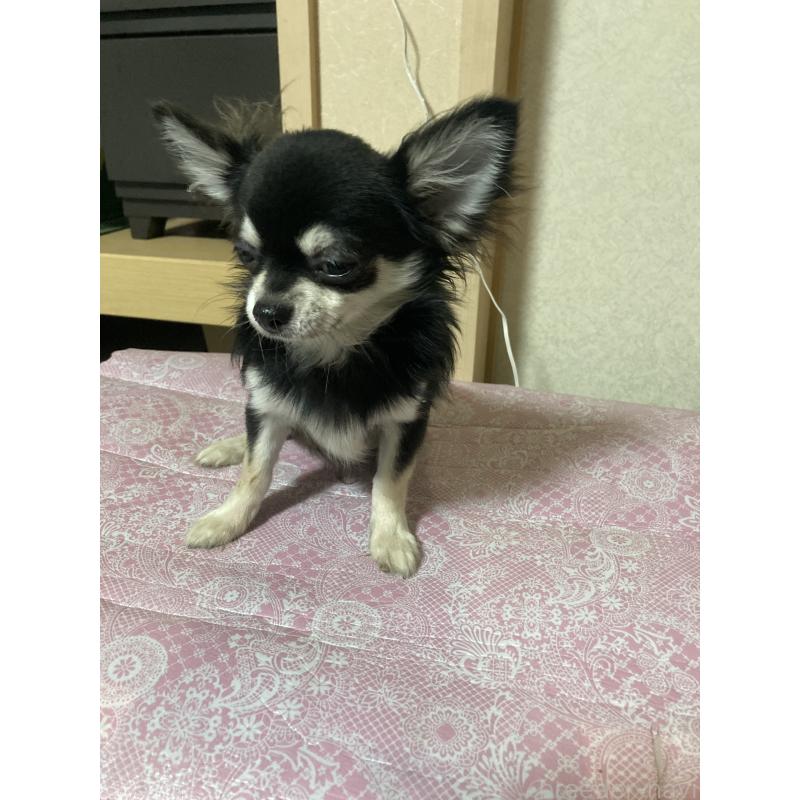 販売中の千葉県のチワワ(ロングコート)-408898の3枚目