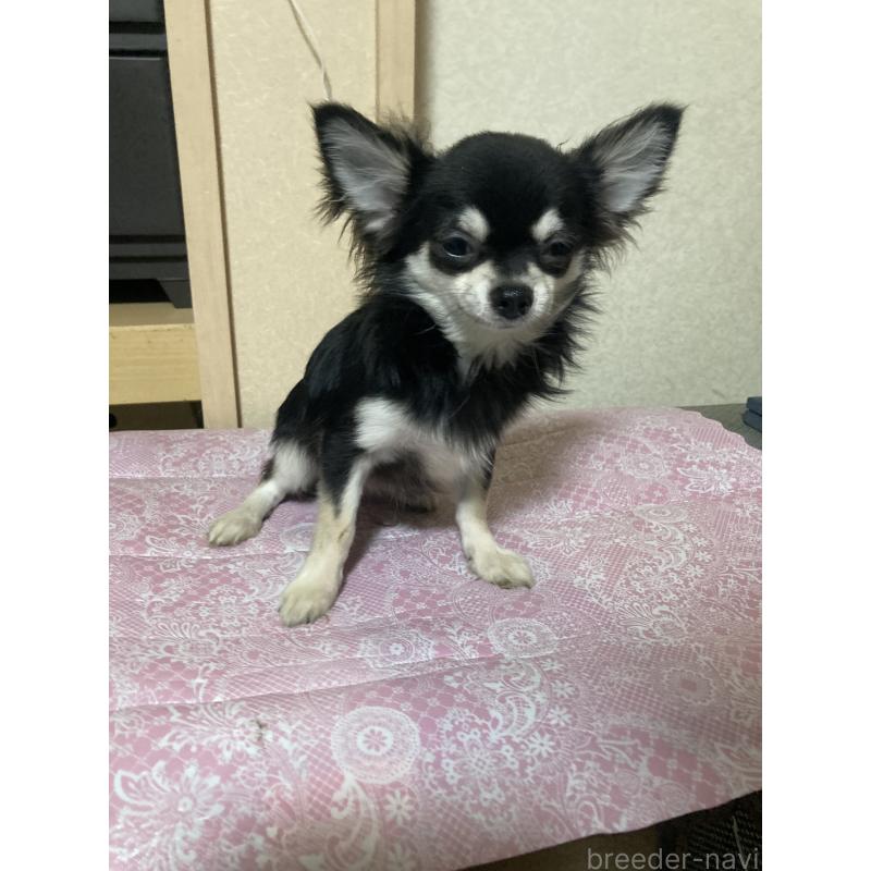 販売中の千葉県のチワワ(ロングコート)-408898の2枚目