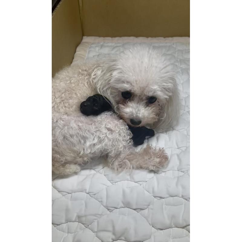 販売中の千葉県のティーカッププードル-427033の2枚目