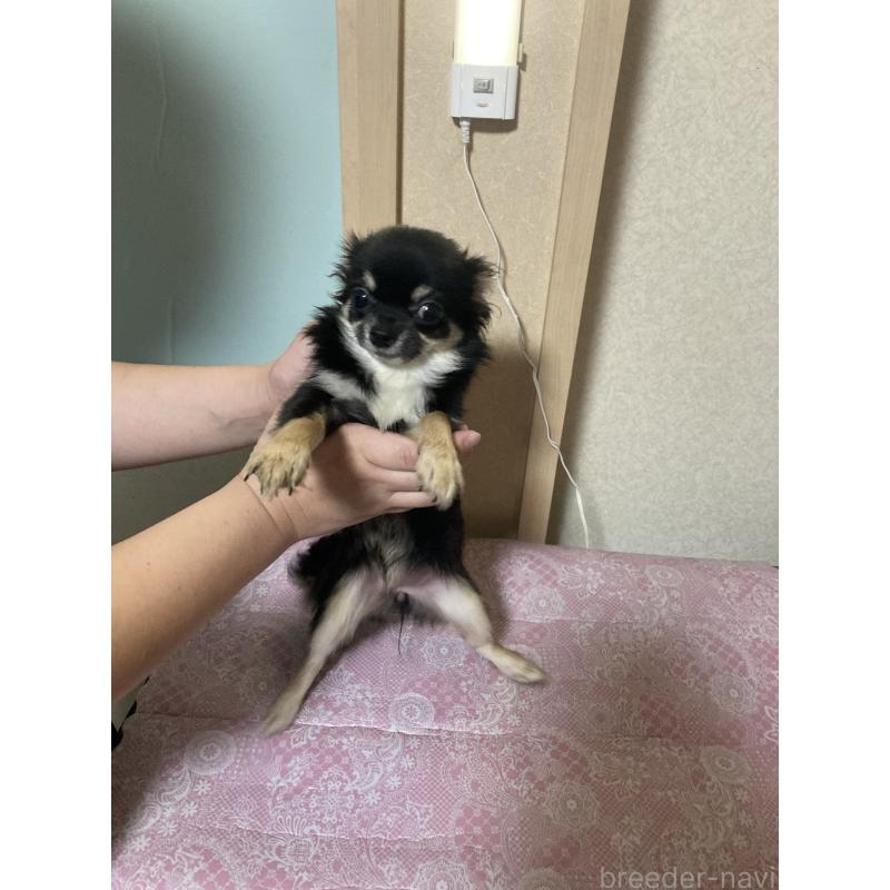 販売中の千葉県のチワワ(ロングコート)-408891の15枚目