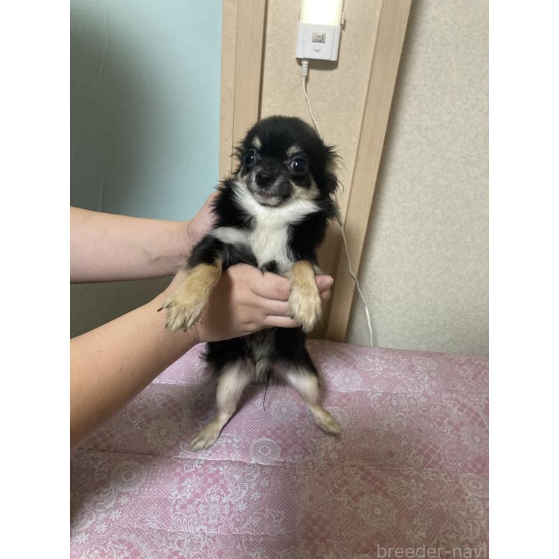 販売中の千葉県のチワワ(ロングコート)-408891の14枚目