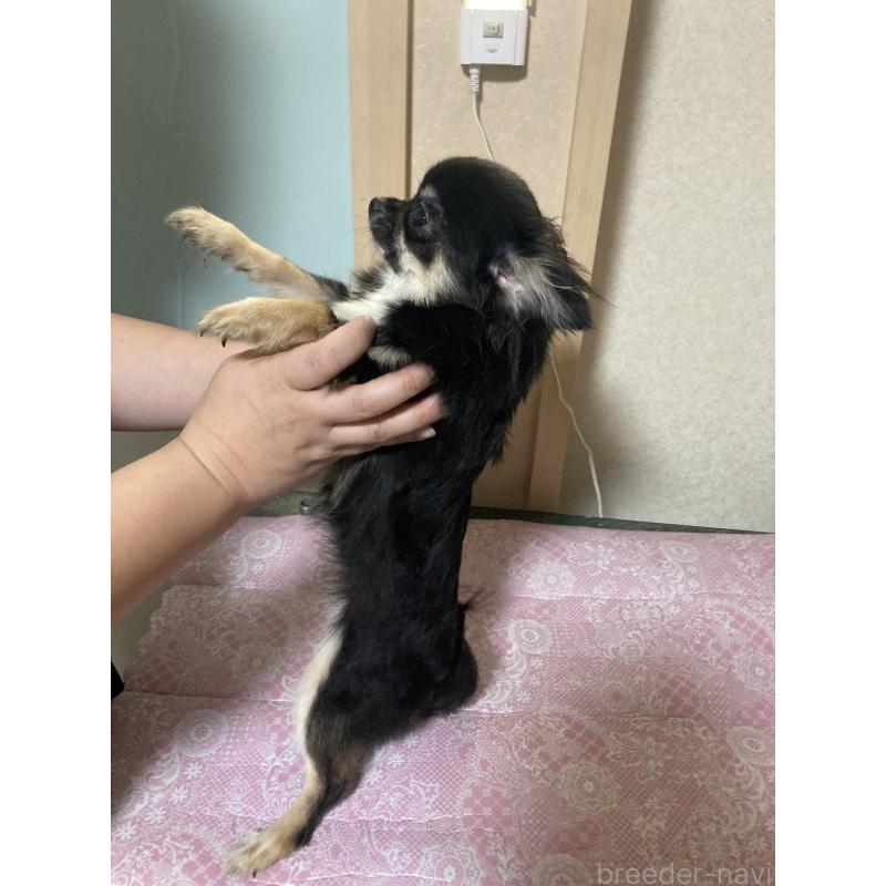 販売中の千葉県のチワワ(ロングコート)-408891の13枚目