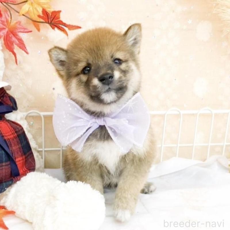 販売中の滋賀県の柴犬-427036